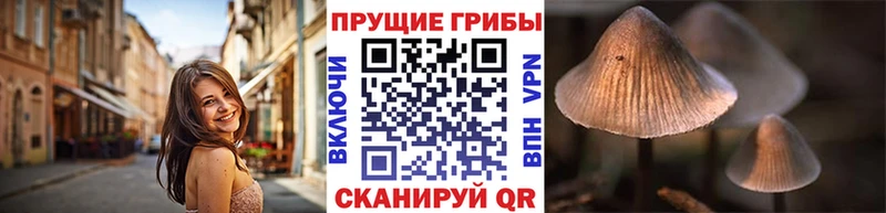 купить   Лысьва  Галлюциногенные грибы Psilocybine cubensis 